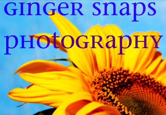 Welcome to the Brand Spanking New Ginger Snaps Photography Facebook Fan Page